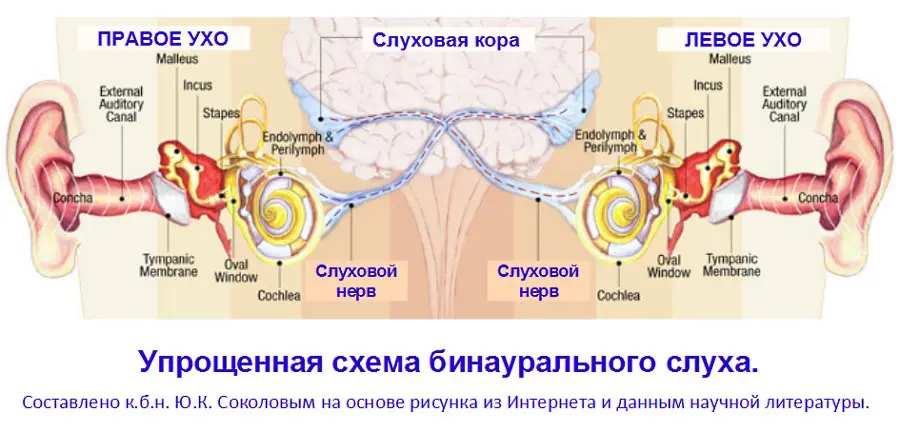 Как устроен орган слуха (слуховой анализатор): строение, функции