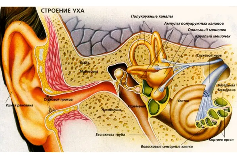 Как устроен орган слуха (слуховой анализатор): строение, функции